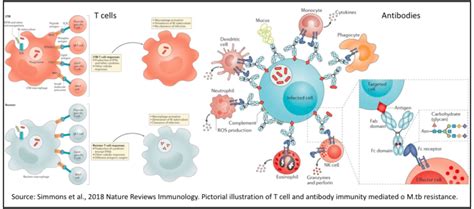 Mtb Resistors Mtb Uninfected Or Atypical Ifn 𝛾 Independent Mtb