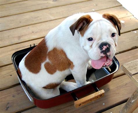 Maybe you would like to learn more about one of these? Toy Bulldog Breed - Pictures, Information, Temperament, Characteristics | Animals Breeds