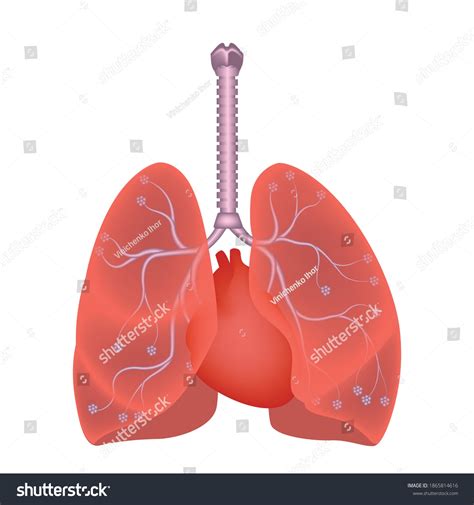 Human Lungs Diagram Showing Location Heart Stock Vector Royalty Free