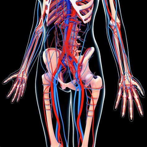 Human Cardiovascular System Photograph By Pixologicstudioscience Photo