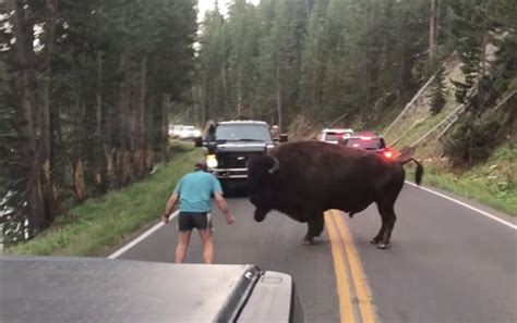 Video Man Arrested For Taunting A Bison At Yellowstone His Third