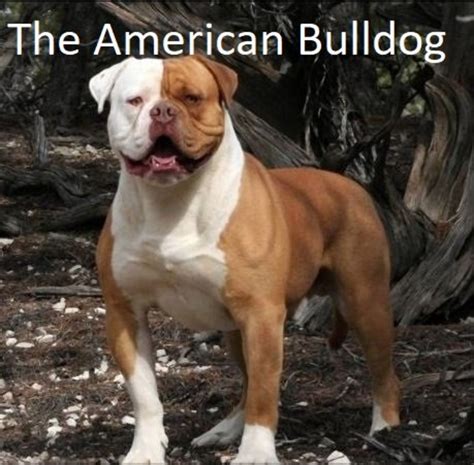 Johnson, considered by many to be the primary founder of the american bulldog. A Guide to the Different Types of Bulldogs | PetHelpful