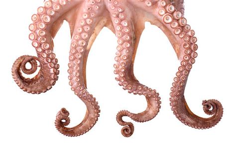 Octopus Tentacles Stock Photos Pictures And Royalty Free Images Istock
