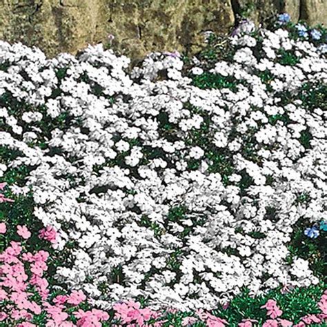 The flower will appear to float on the surface. Spring Hill Nurseries White Flowering Creeping Phlox, Live ...