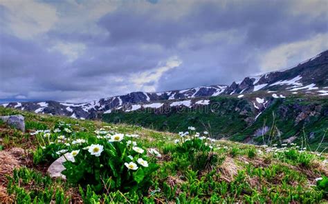 White Flowers Snow Capped Mountains And Storm Clouds Stock Photo