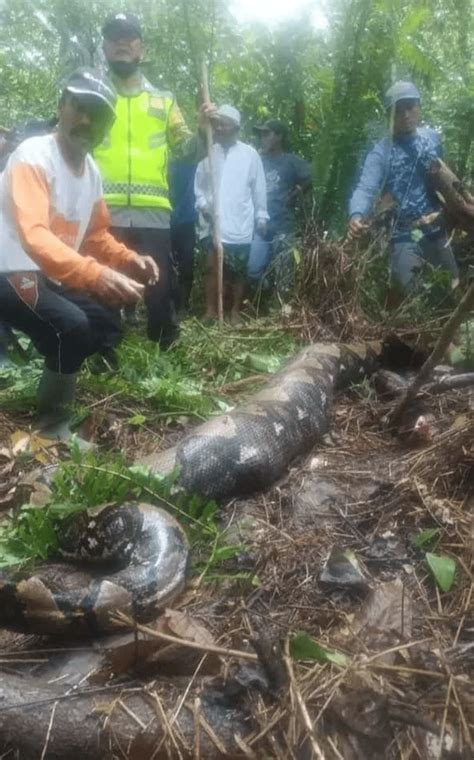 Indonesia Woman Goes Missing After Work Found To Be Swallowed Whole By