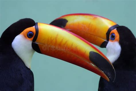 Two Colorful Toucans Stock Image Image Of Orange Pair 2415353