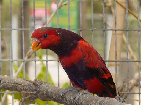 Lory Parrot Bird Tropical 18 Wallpapers Hd Desktop And Mobile