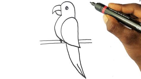 25 Easy Parrot Drawing Ideas How To Draw A Parrot