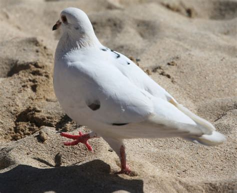 Our Beautiful World White Dove