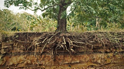 The Ins And Outs Of Tree Roots Trees To Plant Tree Roots Root System