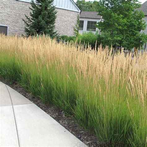 Karl Foerster Reed Grass Privacy Landscaping Low Maintenance