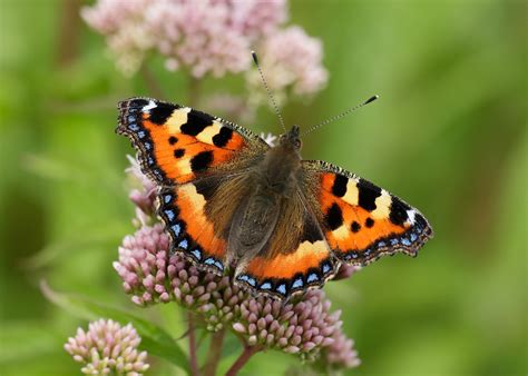 Butterfly identification workshop: Glasgow