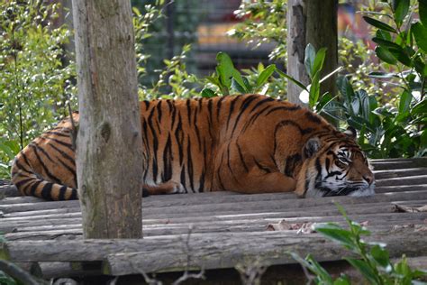 Dsc0460 Sumatran Tiger Kirana Chester Zoo 02 21 14 Ewan Flickr