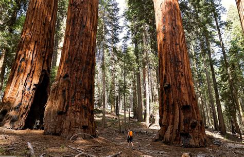 Giant Sequoia Description Size Endangered And Facts Britannica