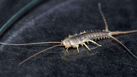 What Attracts Silverfish And How To Get Rid Of Them