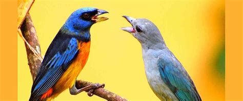 Which Birds Are The Most Noisy West Coast Tropical