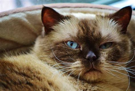 Dass katzen unglaublich süß sind, wird wohl niemand bestreiten. Unsauberkeit bei Katzen - Probleme mit Katzen | Catplus.de