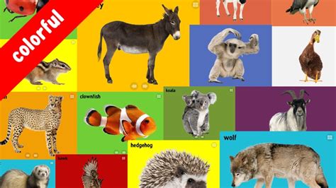 100 Animals Words For Babies And Toddlers School Edition By Bigcleverlearning