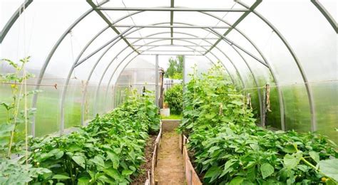 Maybe you would like to learn more about one of these? How to Build Your Own Greenhouse
