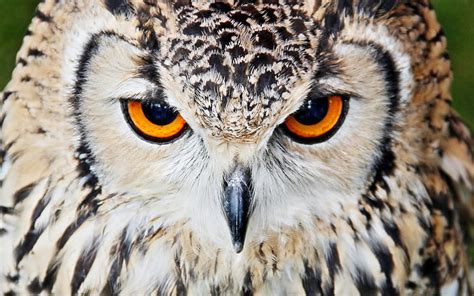 Free Download Hd Wallpaper Bird Predator Owl Wallpaper Flare