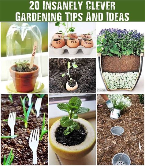 20 Insanely Clever Gardening Tips And Ideas Gardening Tips Home