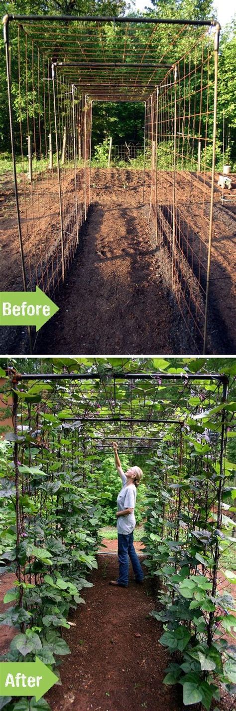 Diy Bean Trellis For Any Vegetable Garden Total Survival Vegetable