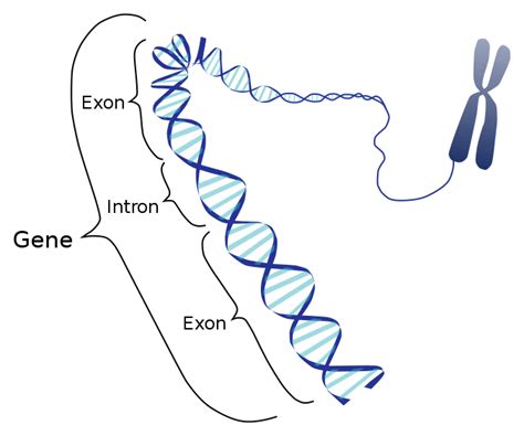 Exon Definition And Examples Biology Online Dictionary
