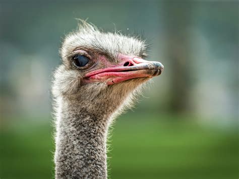 10 Amazing Ostrich Photos · Pexels · Free Stock Photos