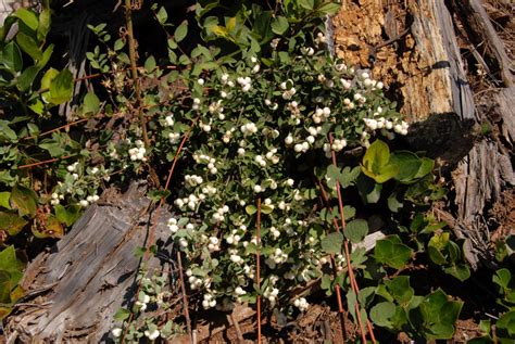 Wildflowers Found In Oregon Trailing Snowberry