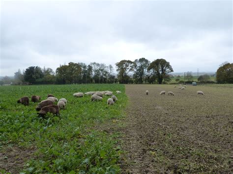 This Is Like A Before And After Shot Of Some Of Our Sheep Grazing A