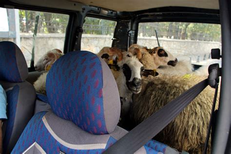 Adaklık koyunları arabanın arka koltuğunda taşıdı Diken
