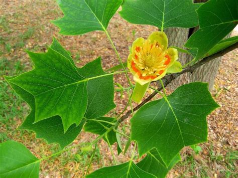 Arbre Tulipier Photos Liriodendron Tulipifera Tulipier De Virginie