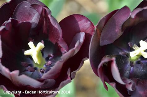 Do Black Tulips Really Exist The Garden Of Eaden