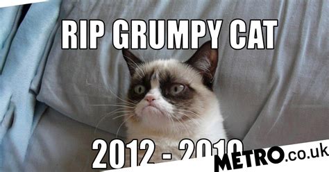 Grumpy Cat Dies At The Age Of Seven After Falling Ill Metro News