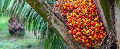 Maximizing Palm Oil Yield With Us G Planter