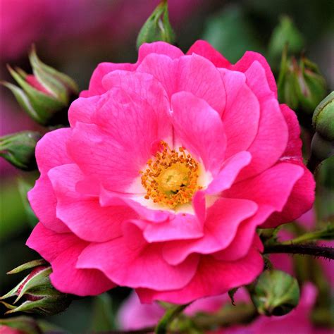Flower Carpet Rose Pink Easy To Grow Bulbs