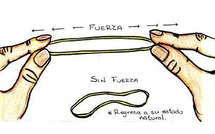 Elasticidad Fisica