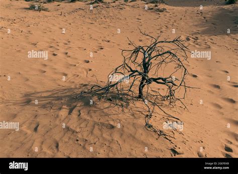 Lifeless Tree In The Desert Sand Dunes And Dusk Dead And Arid Concepts