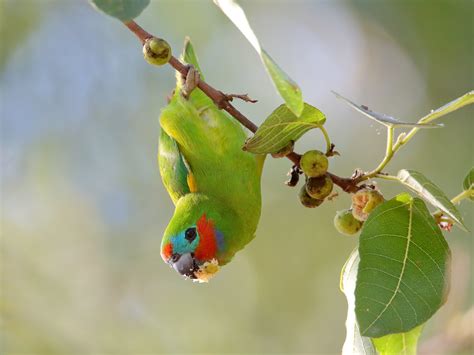 Getting Started With Australian Fig Parrots Aviculture Hub