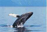 Photos of Alaskan Whale Cruise