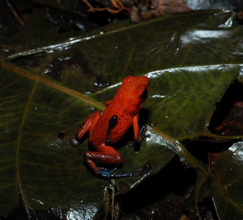 Strawberry Poison Dart Frog Facts And Pictures