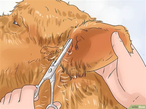 Trying to choose clippers for grooming your labradoodle? How to Groom a Long Fleece Coated Labradoodle | Long ...