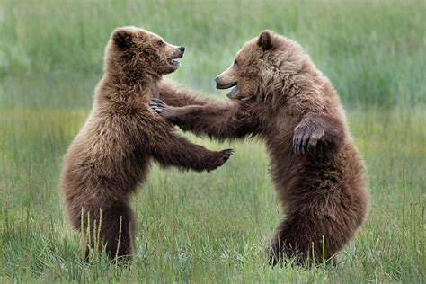 Bear Cubs Playing Photograph By Linda D Lester