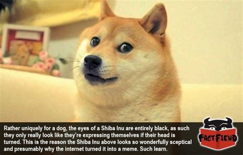 Shiba Inu Eyes Are The Reason Theyre So Hilarious Fact Fiend Shiba