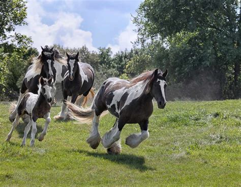 10 Strange And Beautiful Horse Breeds