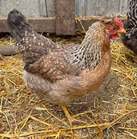 Olive Egger Chickens Chicks For Sale Cackle Hatchery