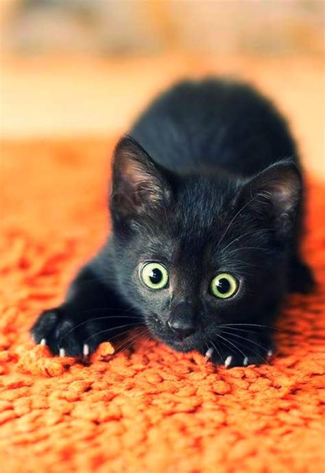 40 Beautiful Pictures Of Black Cats