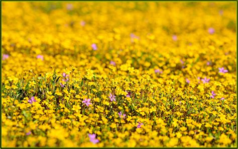 Wallpaper Flower Yellow Wildflower Meadow Flora Field Grass