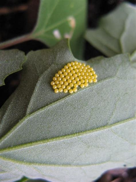 Round Yellow Insect Eggs